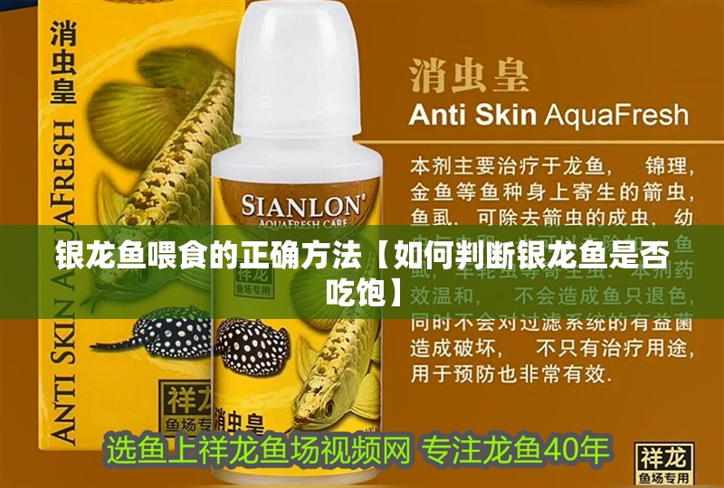 銀龍魚喂食的正確方法【如何判斷銀龍魚是否吃飽】