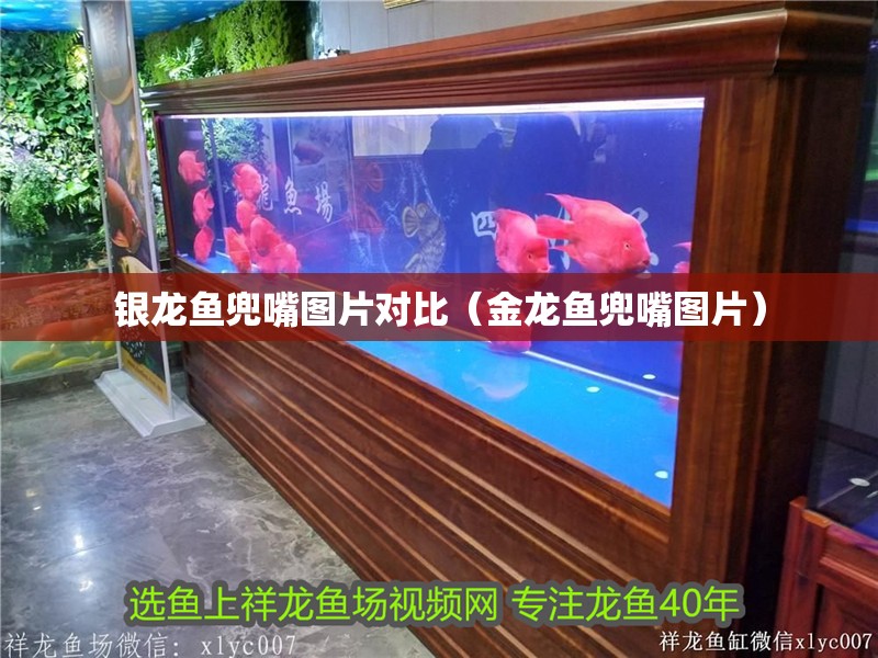銀龍魚兜嘴圖片對比（金龍魚兜嘴圖片）