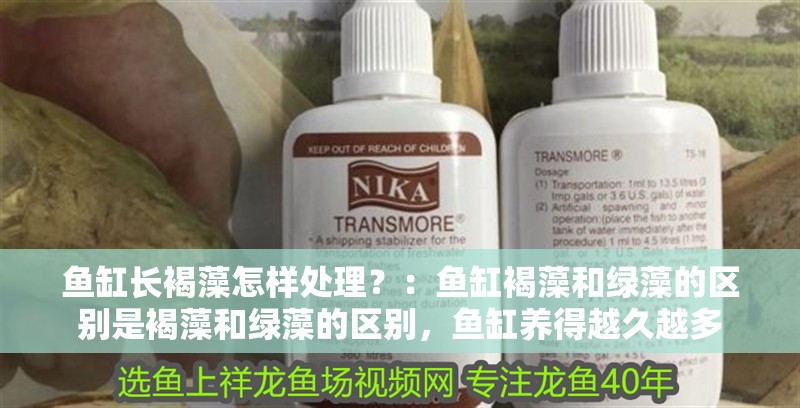 魚缸長褐藻怎樣處理？：魚缸褐藻和綠藻的區別是褐藻和綠藻的區別，魚缸養得越久越多