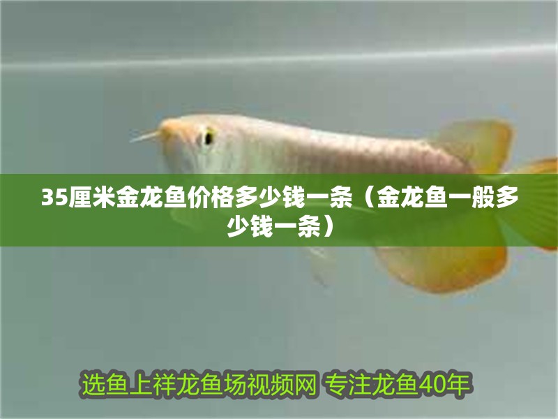 35厘米金龍魚價格多少錢一條（金龍魚一般多少錢一條） 35厘米金龍魚價格多少錢一條（金龍魚一般多少錢一條） 龍魚百科
