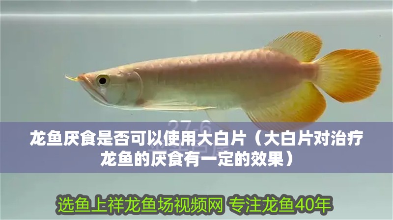 龍魚厭食是否可以使用大白片（大白片對治療龍魚的厭食有一定的效果）