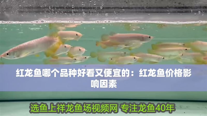 紅龍魚哪個品種好看又便宜的：紅龍魚價格影響因素