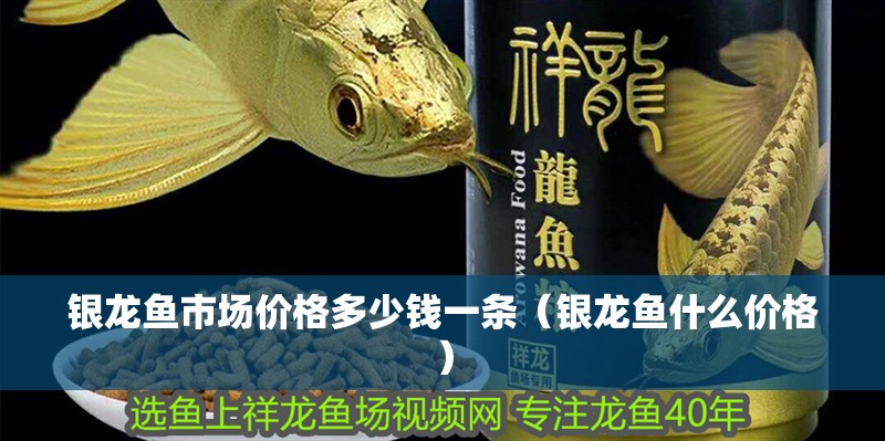 銀龍魚市場價格多少錢一條（銀龍魚什么價格）