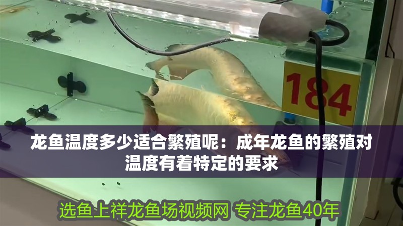 龍魚溫度多少適合繁殖呢：成年龍魚的繁殖對溫度有著特定的要求