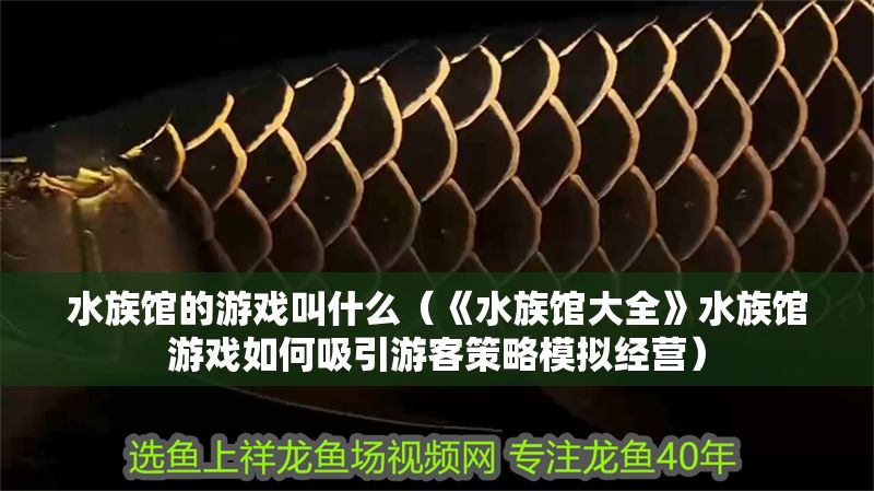 水族館的游戲叫什么（《水族館大全》水族館游戲如何吸引游客策略模擬經(jīng)營(yíng)）