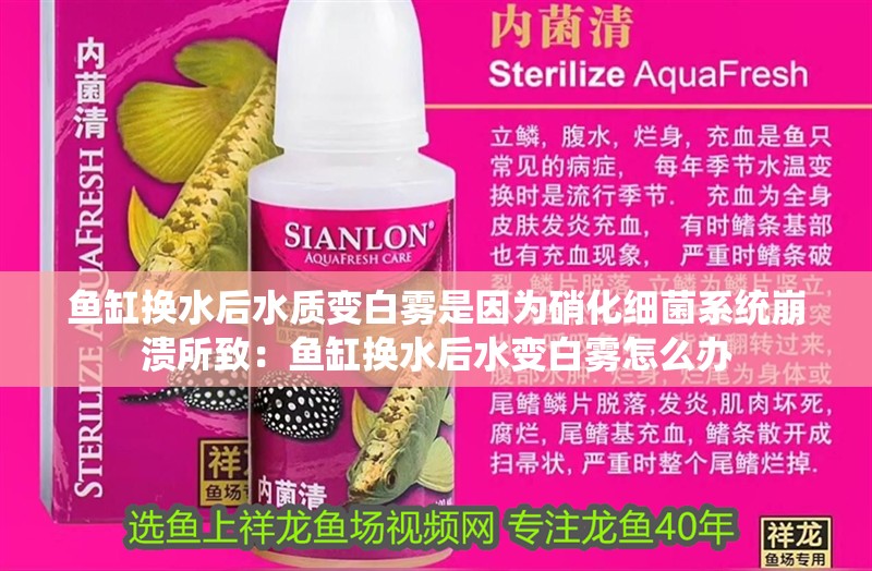 魚缸換水后水質(zhì)變白霧是因?yàn)橄趸?xì)菌系統(tǒng)崩潰所致：魚缸換水后水變白霧怎么辦