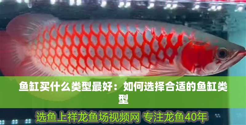 魚缸買什么類型最好：如何選擇合適的魚缸類型