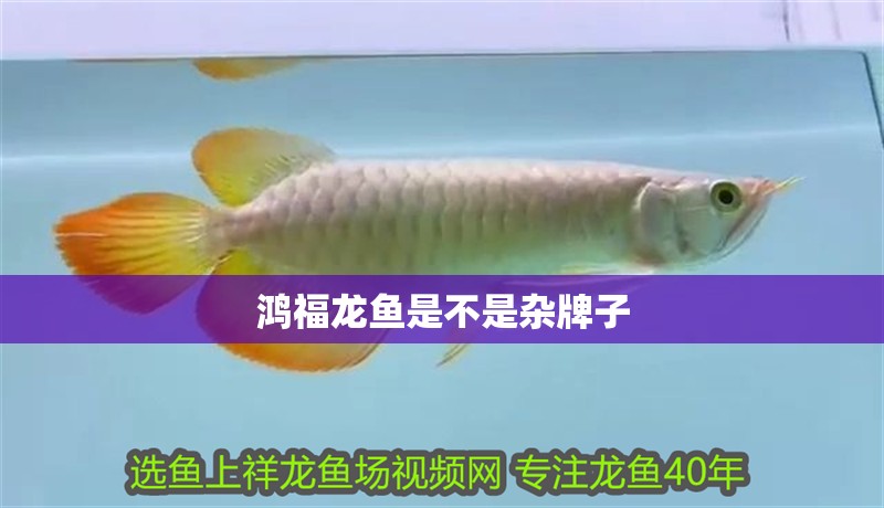 鴻福龍魚是不是雜牌子