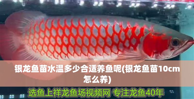 銀龍魚苗水溫多少合適養(yǎng)魚呢(銀龍魚苗10cm怎么養(yǎng))