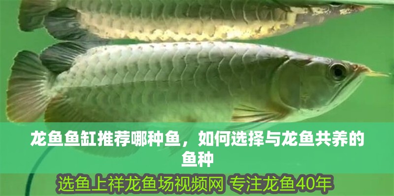龍魚魚缸推薦哪種魚，如何選擇與龍魚共養的魚種