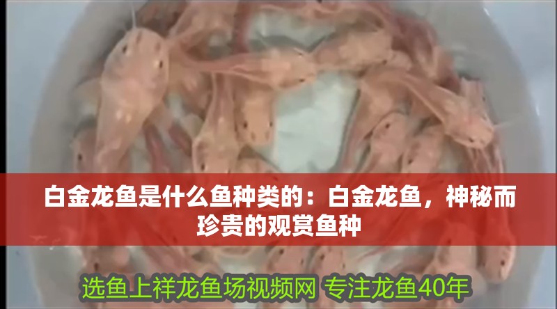 白金龍魚是什么魚種類的：白金龍魚，神秘而珍貴的觀賞魚種