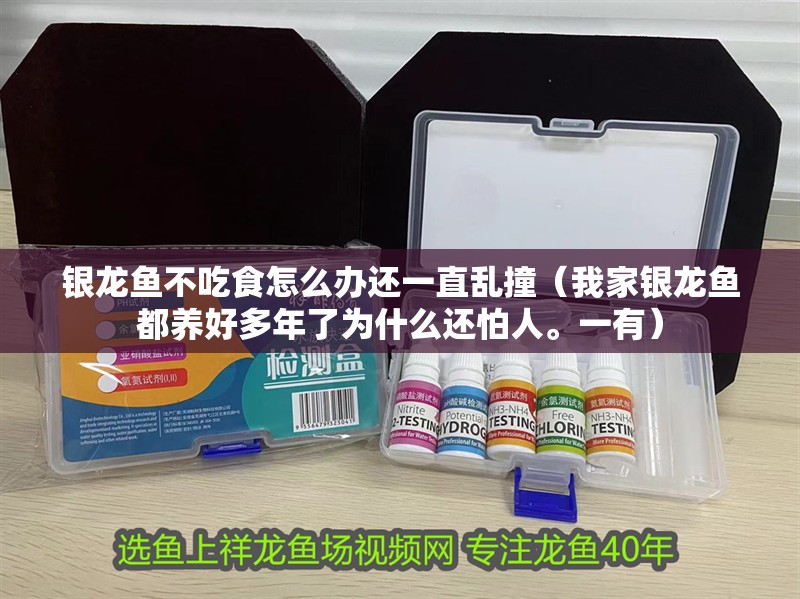 銀龍魚不吃食怎么辦還一直亂撞（我家銀龍魚都養好多年了為什么還怕人。一有）