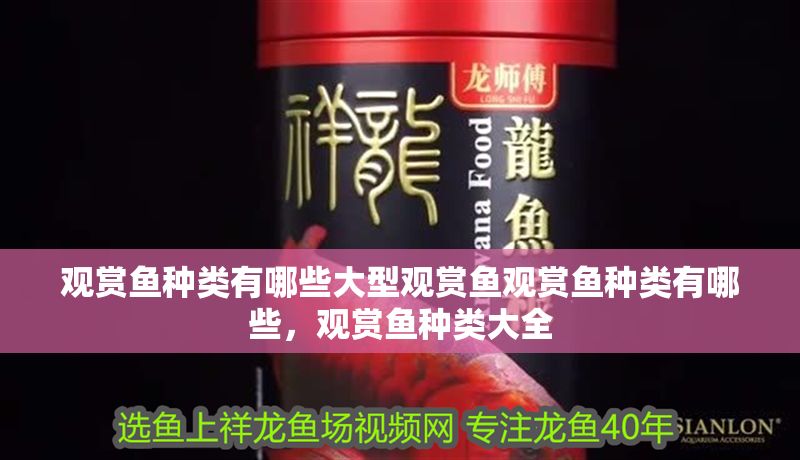 觀賞魚種類有哪些大型觀賞魚觀賞魚種類有哪些，觀賞魚種類大全