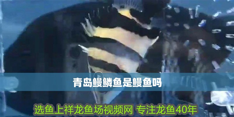 青島鰻鱗魚是鰻魚嗎