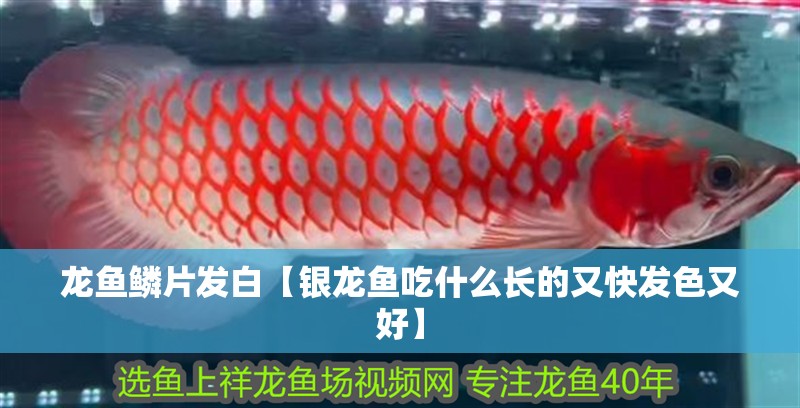 龍魚鱗片發(fā)白【銀龍魚吃什么長的又快發(fā)色又好】