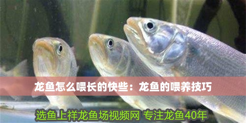龍魚怎么喂長的快些：龍魚的喂養技巧