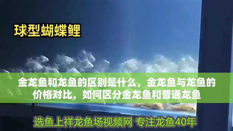金龍魚和龍魚的區別是什么，金龍魚與龍魚的價格對比，如何區分金龍魚和普通龍魚