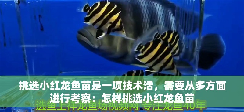 挑選小紅龍魚(yú)苗是一項(xiàng)技術(shù)活，需要從多方面進(jìn)行考察：怎樣挑選小紅龍魚(yú)苗