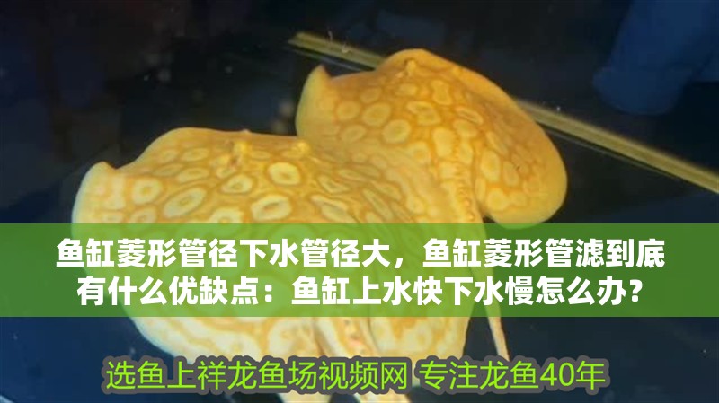 魚缸菱形管徑下水管徑大，魚缸菱形管濾到底有什么優缺點：魚缸上水快下水慢怎么辦？ 魚缸菱形管徑下水管徑大，魚缸菱形管濾到底有什么優缺點：魚缸上水快下水慢怎么辦？ 魚缸百科