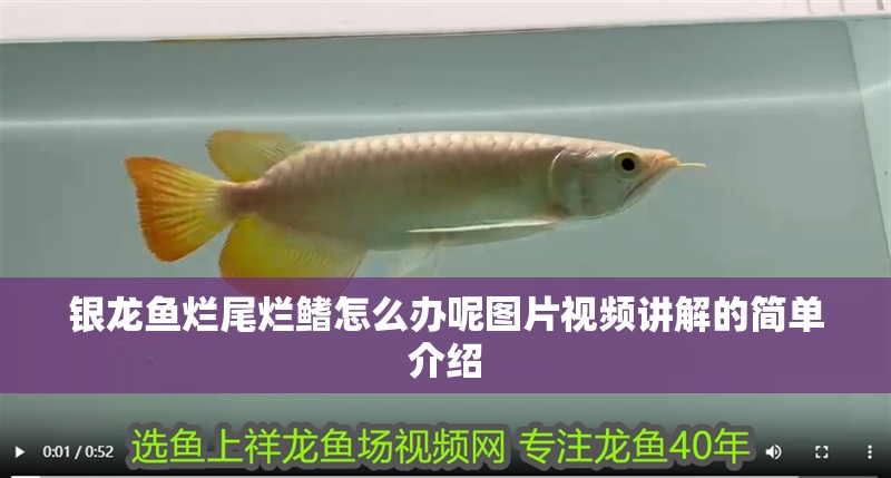 銀龍魚(yú)爛尾爛鰭怎么辦呢圖片視頻講解的簡(jiǎn)單介紹 銀龍魚(yú)爛尾爛鰭怎么辦呢圖片視頻講解的簡(jiǎn)單介紹 銀龍魚(yú)百科