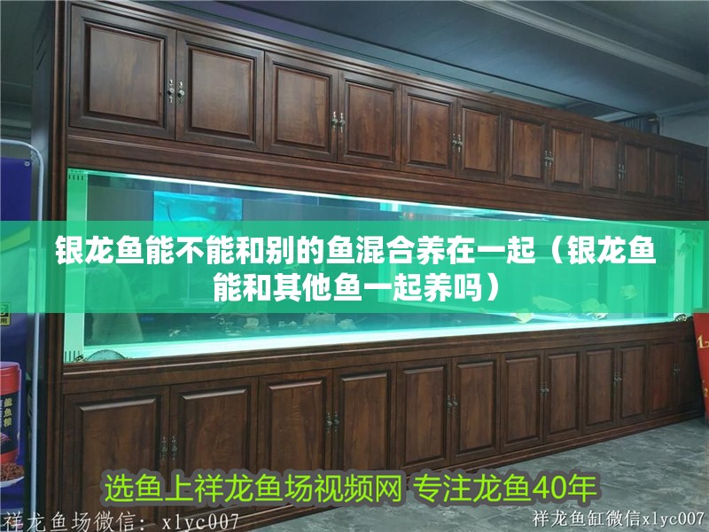 銀龍魚(yú)能不能和別的魚(yú)混合養(yǎng)在一起（銀龍魚(yú)能和其他魚(yú)一起養(yǎng)嗎）