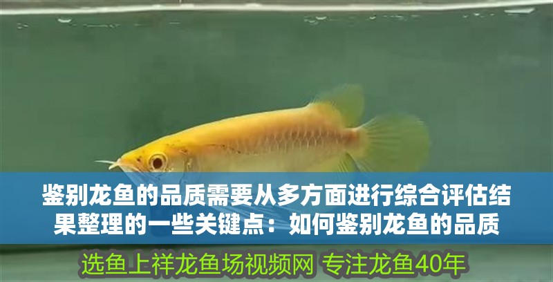 鑒別龍魚的品質需要從多方面進行綜合評估結果整理的一些關鍵點：如何鑒別龍魚的品質