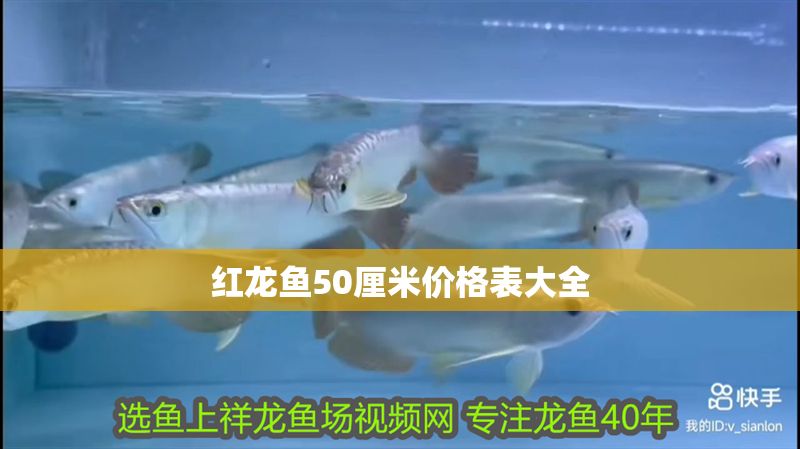 紅龍魚50厘米價格表大全