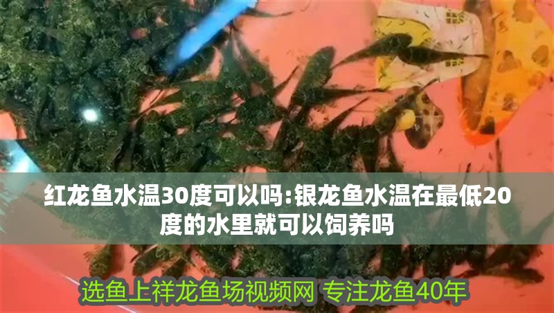 紅龍魚水溫30度可以嗎:銀龍魚水溫在最低20度的水里就可以飼養嗎