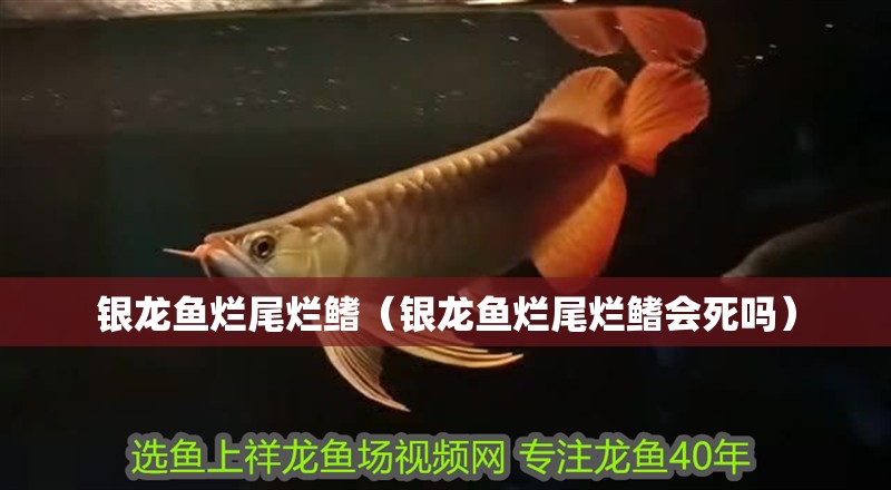 銀龍魚爛尾爛鰭（銀龍魚爛尾爛鰭會死嗎）