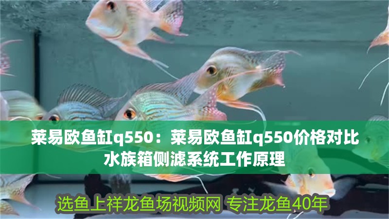 萊易歐魚缸q550：萊易歐魚缸q550價格對比水族箱側濾系統工作原理