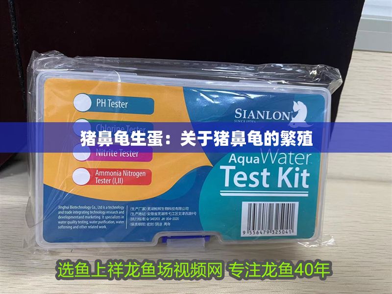 豬鼻龜生蛋：關于豬鼻龜的繁殖