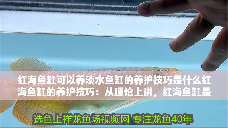 紅海魚缸可以養淡水魚缸的養護技巧是什么紅海魚缸的養護技巧：從理論上講，紅海魚缸是可以養淡水魚的