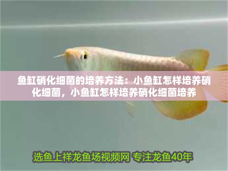 魚缸硝化細菌的培養(yǎng)方法：小魚缸怎樣培養(yǎng)硝化細菌，小魚缸怎樣培養(yǎng)硝化細菌培養(yǎng)