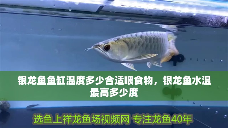 銀龍魚魚缸溫度多少合適喂食物，銀龍魚水溫最高多少度