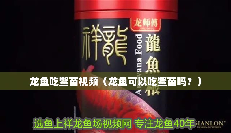 龍魚吃鱉苗視頻（龍魚可以吃鱉苗嗎？）