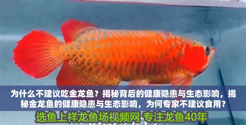為什么不建議吃金龍魚？揭秘背后的健康隱患與生態(tài)影響，揭秘金龍魚的健康隱患與生態(tài)影響，為何專家不建議食用？