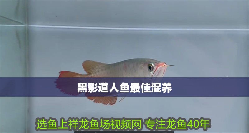 黑影道人魚最佳混養(yǎng)