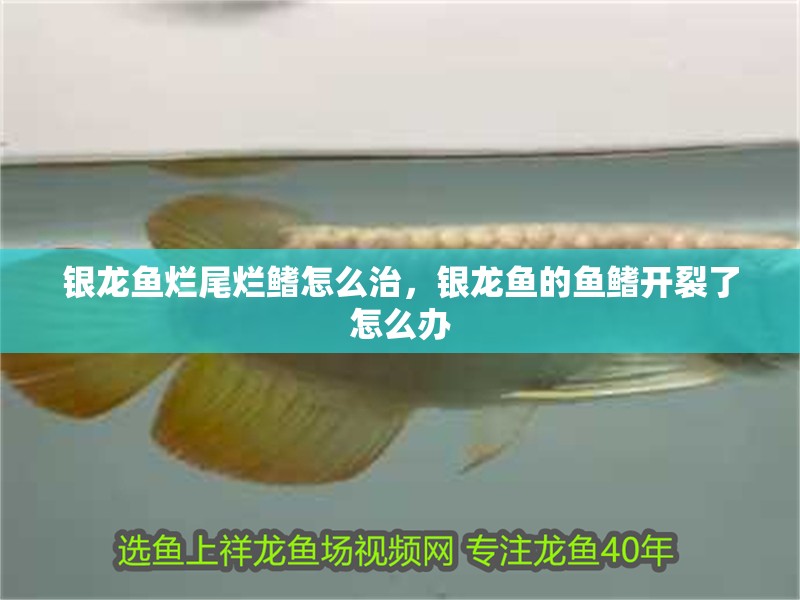 銀龍魚爛尾爛鰭怎么治，銀龍魚的魚鰭開裂了怎么辦