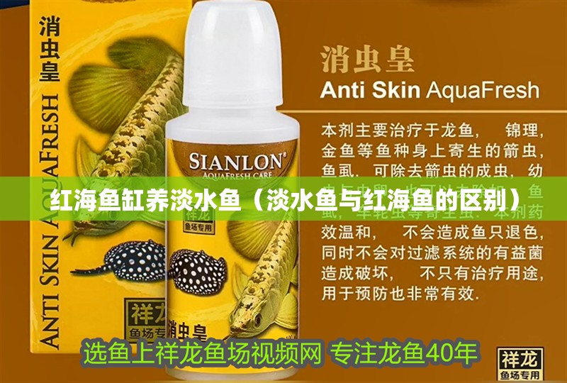 紅海魚缸養淡水魚（淡水魚與紅海魚的區別）