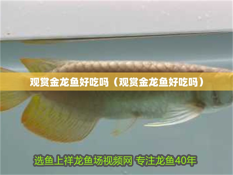 魚缸過濾器選購指南:自制魚缸過濾器魚缸上置過濾器對于養(yǎng)魚愛好者的必備知識(shí) 觀賞金龍魚好吃嗎(觀賞金龍魚好吃嗎) 銀龍魚百科 觀賞金龍魚好吃嗎(觀賞金龍魚好吃嗎) 觀賞金龍魚好吃嗎(觀賞金龍魚好吃嗎) 銀龍魚百科