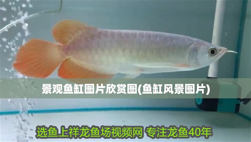 景觀魚(yú)缸圖片欣賞圖(魚(yú)缸風(fēng)景圖片)