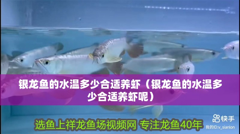 銀龍魚的水溫多少合適養蝦（銀龍魚的水溫多少合適養蝦呢）
