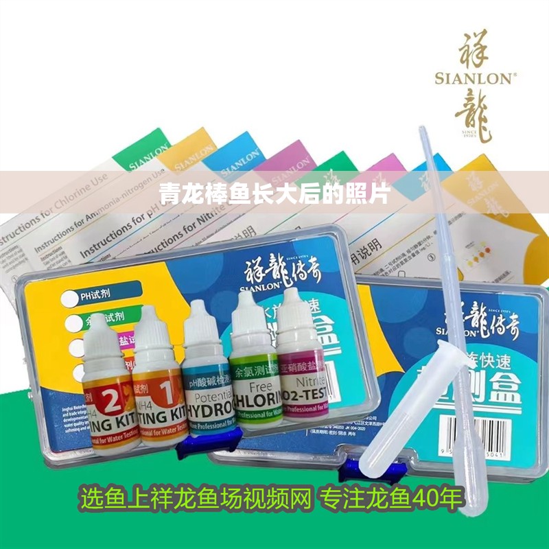 青龍棒魚長大后的照片