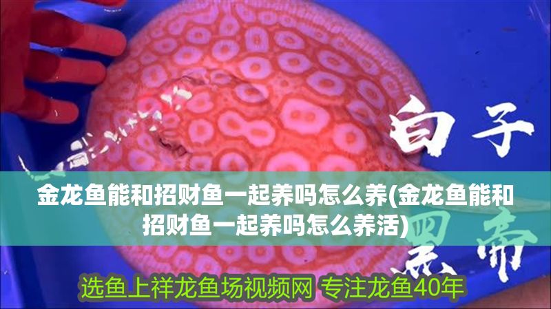 金龍魚能和招財魚一起養嗎怎么養(金龍魚能和招財魚一起養嗎怎么養活)