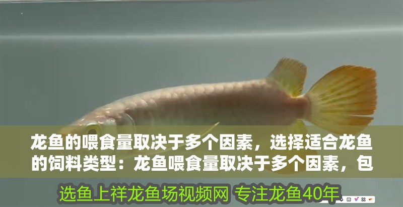 龍魚的喂食量取決于多個因素，選擇適合龍魚的飼料類型：龍魚喂食量取決于多個因素，包括龍魚的大小、食欲、水質環境等