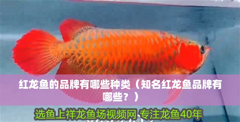 紅龍魚的品牌有哪些種類（知名紅龍魚品牌有哪些？）