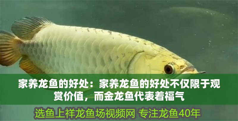 家養(yǎng)龍魚的好處：家養(yǎng)龍魚的好處不僅限于觀賞價值，而金龍魚代表著福氣