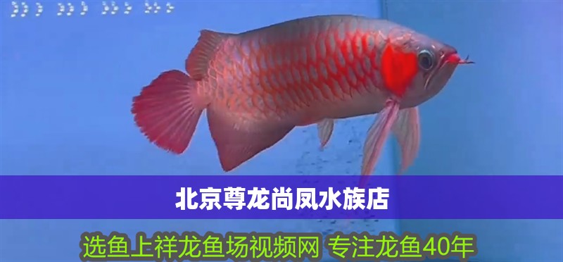 北京尊龍尚鳳水族店