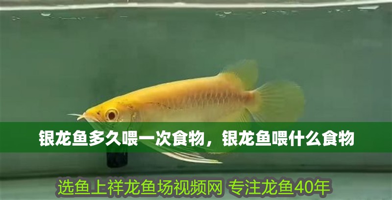 銀龍魚多久喂一次食物，銀龍魚喂什么食物