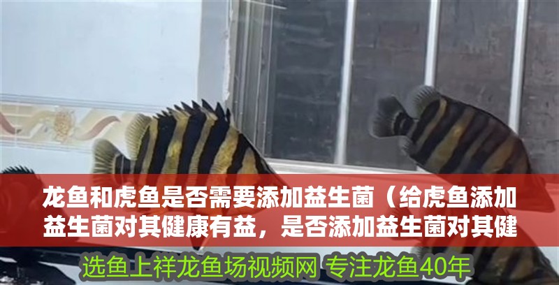 龍魚和虎魚是否需要添加益生菌（給虎魚添加益生菌對其健康有益，是否添加益生菌對其健康有益）
